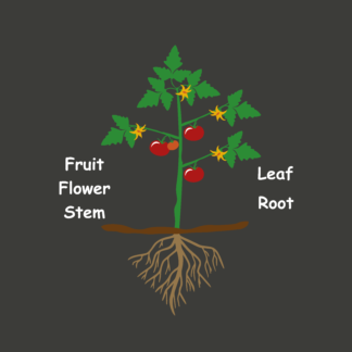 Tomato plant diagram product image